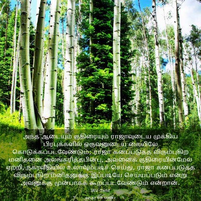 Picture 03 - எஸ்தர் 6:9 TAMIRV - அந்த ஆடையும் - Bible Verse Picture