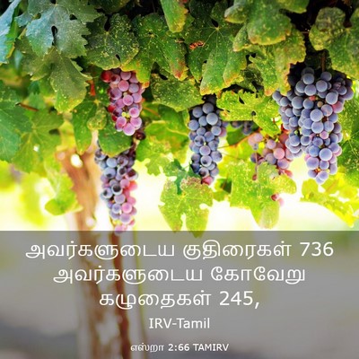 Picture 03 - எஸ்றா 2:66 TAMIRV - அவர்களுடைய - Bible Verse Picture