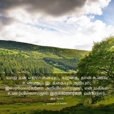 Picture 03 - ஏசாயா 1:3 TAMIRV - மாடு தன் - Bible Verse Picture