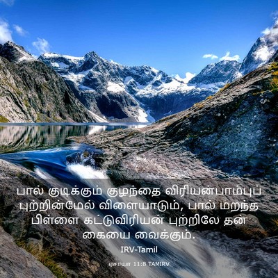 Picture 03 - ஏசாயா 11:8 TAMIRV - பால் குடிக்கும் - Bible Verse Picture