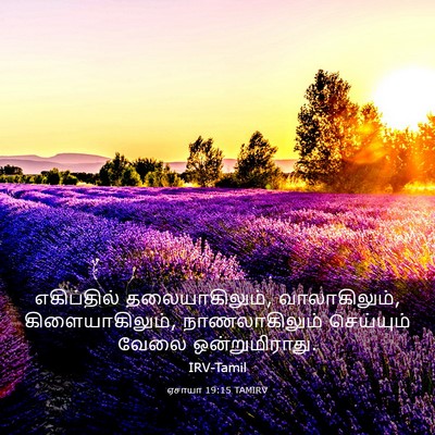 Picture 03 - ஏசாயா 19:15 TAMIRV - எகிப்தில் - Bible Verse Picture