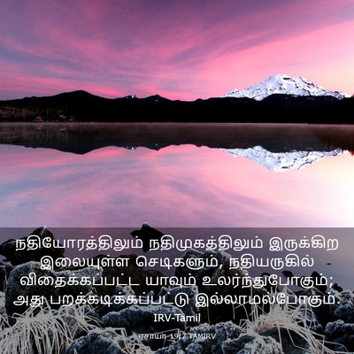 Picture 03 - ஏசாயா 19:7 TAMIRV - நதியோரத்திலும் - Bible Verse Picture
