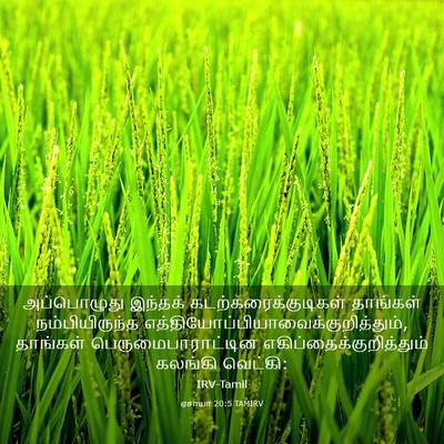 Picture 03 - ஏசாயா 20:5 TAMIRV - அப்பொழுது இந்தக் - Bible Verse Picture