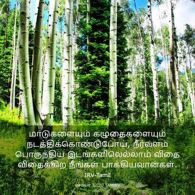 Picture 03 - ஏசாயா 32:20 TAMIRV - மாடுகளையும் - Bible Verse Picture