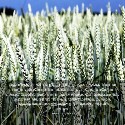 Picture 03 - ஏசாயா 35:2 TAMIRV - அது மிகுதியாகச் - Bible Verse Picture