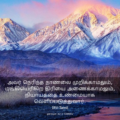 Picture 03 - ஏசாயா 42:3 TAMIRV - அவர் நெரிந்த - Bible Verse Picture