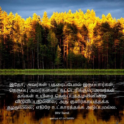 Picture 03 - ஏசாயா 47:14 TAMIRV - இதோ, அவர்கள் - Bible Verse Picture
