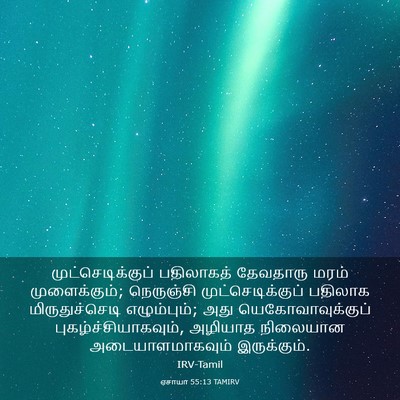 Picture 03 - ஏசாயா 55:13 TAMIRV - முட்செடிக்குப் - Bible Verse Picture