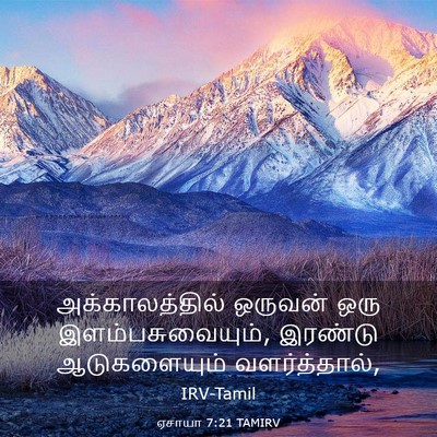 Picture 03 - ஏசாயா 7:21 TAMIRV - அக்காலத்தில் - Bible Verse Picture