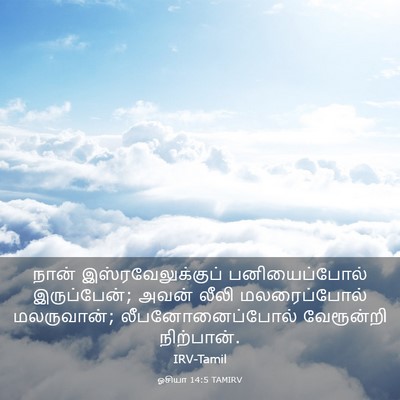 Picture 03 - ஓசியா 14:5 TAMIRV - நான் - Bible Verse Picture