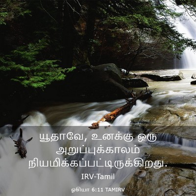 Picture 03 - ஓசியா 6:11 TAMIRV - யூதாவே, உனக்கு ஒரு - Bible Verse Picture