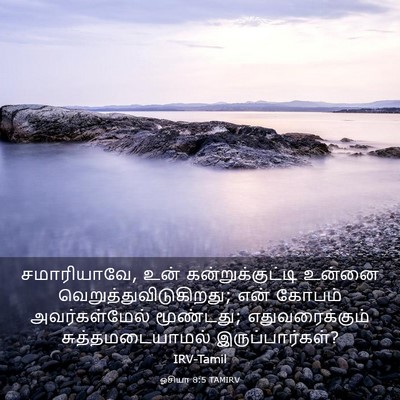 Picture 03 - ஓசியா 8:5 TAMIRV - சமாரியாவே, உன் - Bible Verse Picture