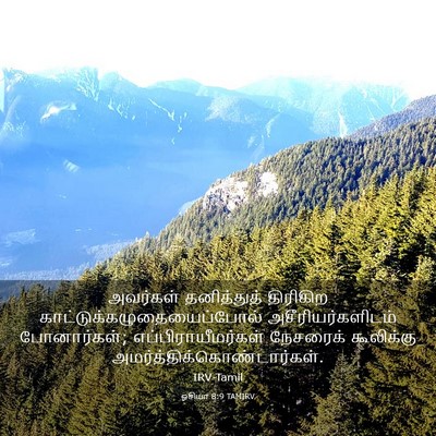 Picture 03 - ஓசியா 8:9 TAMIRV - அவர்கள் தனித்துத் - Bible Verse Picture
