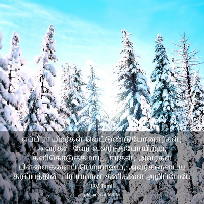 Picture 03 - ஓசியா 9:16 TAMIRV - எப்பிராயீமர்கள் - Bible Verse Picture