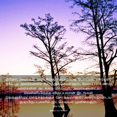 Picture 03 - ஓசியா 9:6 TAMIRV - இதோ, அவர்கள் - Bible Verse Picture