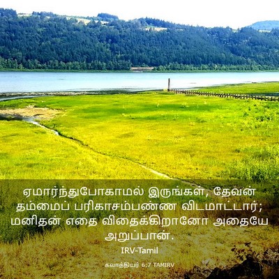 Picture 03 - கலாத்தியர் 6:7 TAMIRV - ஏமார்ந்துபோகாமல் - Bible Verse Picture