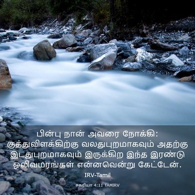 Picture 03 - சகரியா 4:11 TAMIRV - பின்பு நான் அவரை - Bible Verse Picture
