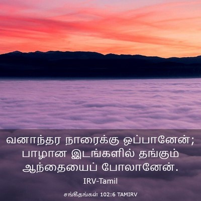 Picture 03 - சங்கீதங்கள் 102:6 TAMIRV - வனாந்தர நாரைக்கு - Bible Verse Picture
