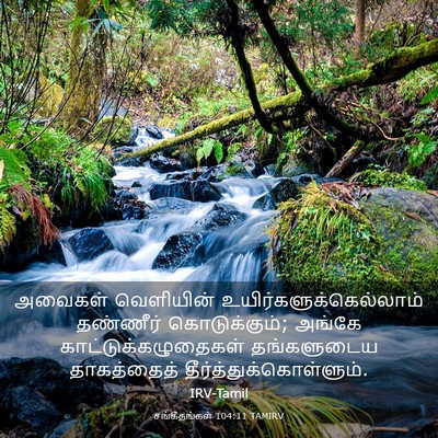 Picture 03 - சங்கீதங்கள் 104:11 TAMIRV - அவைகள் வெளியின் - Bible Verse Picture