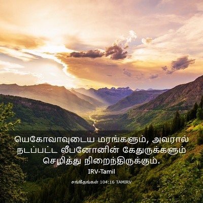Picture 03 - சங்கீதங்கள் 104:16 TAMIRV - யெகோவாவுடைய - Bible Verse Picture