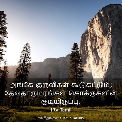 Picture 03 - சங்கீதங்கள் 104:17 TAMIRV - அங்கே குருவிகள் - Bible Verse Picture