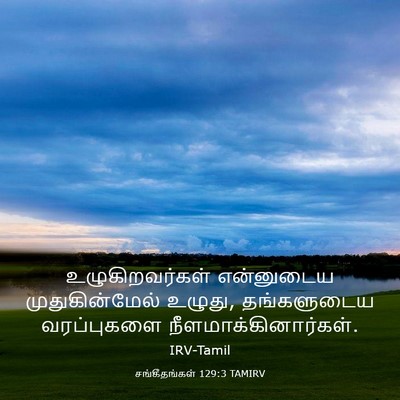 Picture 03 - சங்கீதங்கள் 129:3 TAMIRV - உழுகிறவர்கள் - Bible Verse Picture