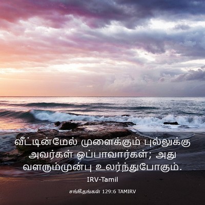 Picture 03 - சங்கீதங்கள் 129:6 TAMIRV - வீட்டின்மேல் - Bible Verse Picture