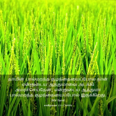 Picture 03 - சங்கீதங்கள் 131:2 TAMIRV - தாயின் பால்மறந்த - Bible Verse Picture