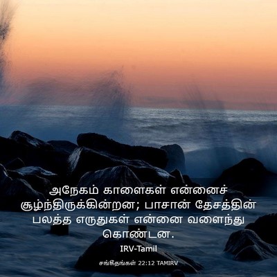 Picture 03 - சங்கீதங்கள் 22:12 TAMIRV - அநேகம் காளைகள் - Bible Verse Picture