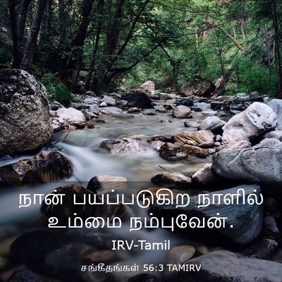 Picture 03 - சங்கீதங்கள் 56:3 TAMIRV - நான் பயப்படுகிற - Bible Verse Picture