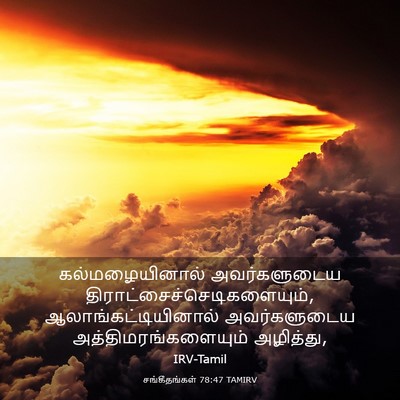 Picture 03 - சங்கீதங்கள் 78:47 TAMIRV - கல்மழையினால் - Bible Verse Picture