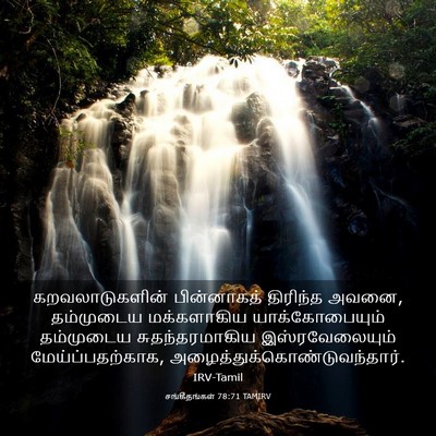 Picture 03 - சங்கீதங்கள் 78:71 TAMIRV - கறவலாடுகளின் - Bible Verse Picture