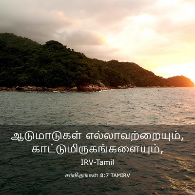 Picture 03 - சங்கீதங்கள் 8:7 TAMIRV - ஆடுமாடுகள் - Bible Verse Picture