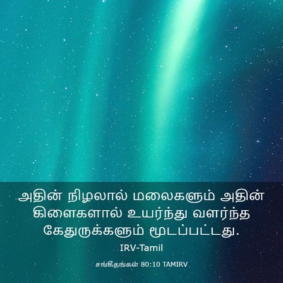 Picture 03 - சங்கீதங்கள் 80:10 TAMIRV - அதின் நிழலால் - Bible Verse Picture