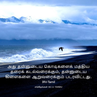 Picture 03 - சங்கீதங்கள் 80:11 TAMIRV - அது தன்னுடைய - Bible Verse Picture