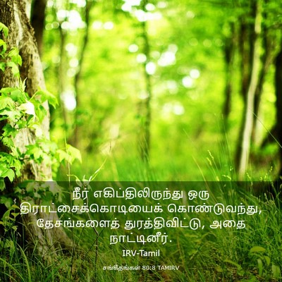 Picture 03 - சங்கீதங்கள் 80:8 TAMIRV - நீர் - Bible Verse Picture