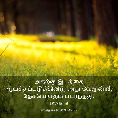Picture 03 - சங்கீதங்கள் 80:9 TAMIRV - அதற்கு இடத்தை - Bible Verse Picture