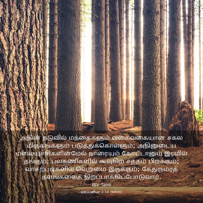 Picture 03 - செப்பனியா 2:14 TAMIRV - அதின் நடுவில் - Bible Verse Picture