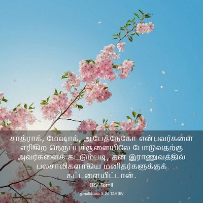 Picture 03 - தானியேல் 3:20 TAMIRV - சாத்ராக், மேஷாக், - Bible Verse Picture