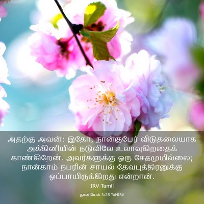 Picture 03 - தானியேல் 3:25 TAMIRV - அதற்கு அவன்: இதோ, - Bible Verse Picture