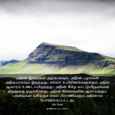 Picture 03 - தானியேல் 4:12 TAMIRV - அதின் இலைகள் - Bible Verse Picture