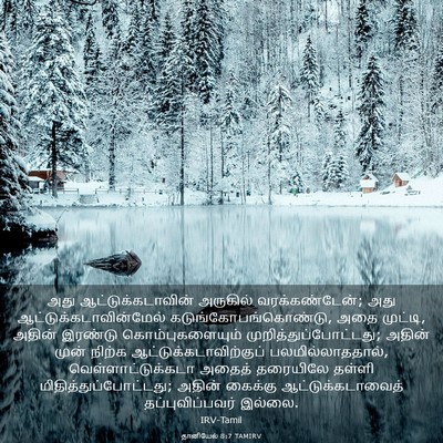 Picture 03 - தானியேல் 8:7 TAMIRV - அது - Bible Verse Picture