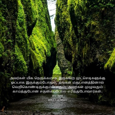 Picture 03 - நாகூம் 1:10 TAMIRV - அவர்கள் மிக - Bible Verse Picture