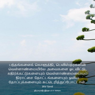 Picture 03 - நியாயாதிபதிகள் 15:5 TAMIRV - பந்தங்களைக் - Bible Verse Picture