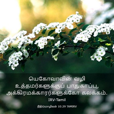 Picture 03 - நீதிமொழிகள் 10:29 TAMIRV - யெகோவாவின் வழி - Bible Verse Picture