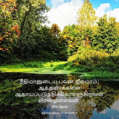 Picture 03 - நீதிமொழிகள் 11:30 TAMIRV - நீதிமானுடைய பலன் - Bible Verse Picture