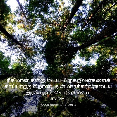 Picture 03 - நீதிமொழிகள் 12:10 TAMIRV - நீதிமான் தன்னுடைய - Bible Verse Picture
