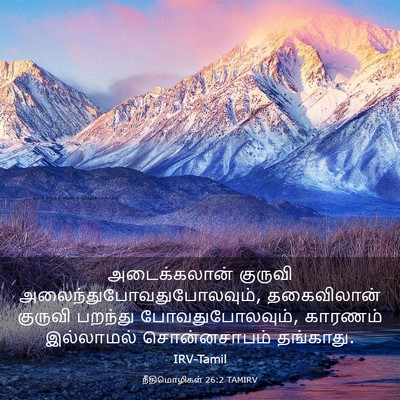 Picture 03 - நீதிமொழிகள் 26:2 TAMIRV - அடைக்கலான் குருவி - Bible Verse Picture