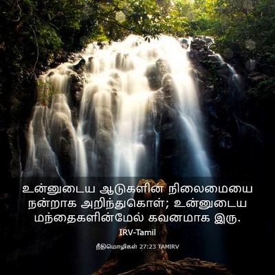 Picture 03 - நீதிமொழிகள் 27:23 TAMIRV - உன்னுடைய ஆடுகளின் - Bible Verse Picture