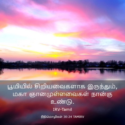 Picture 03 - நீதிமொழிகள் 30:24 TAMIRV - பூமியில் - Bible Verse Picture